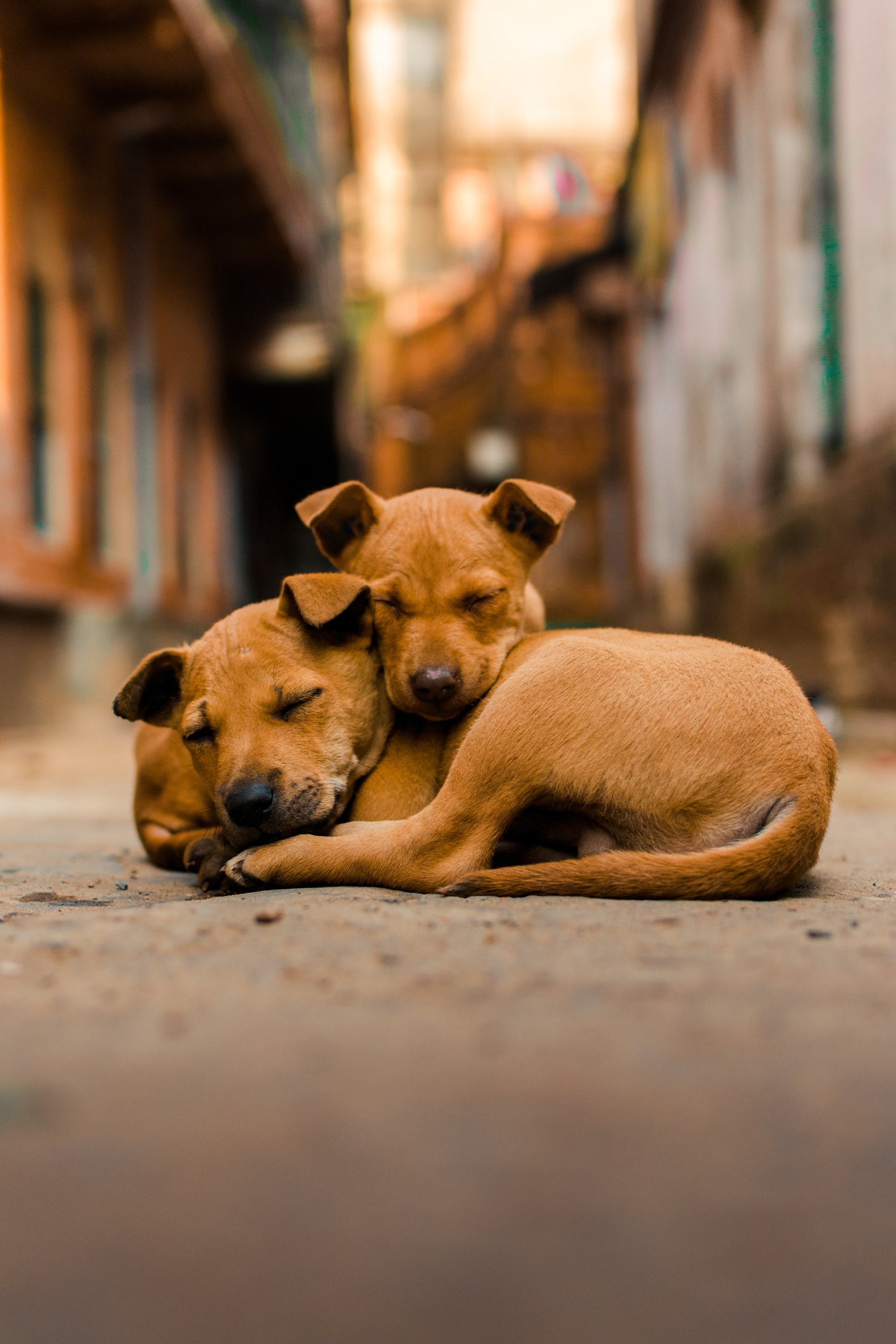 Warmth of Street Dogs